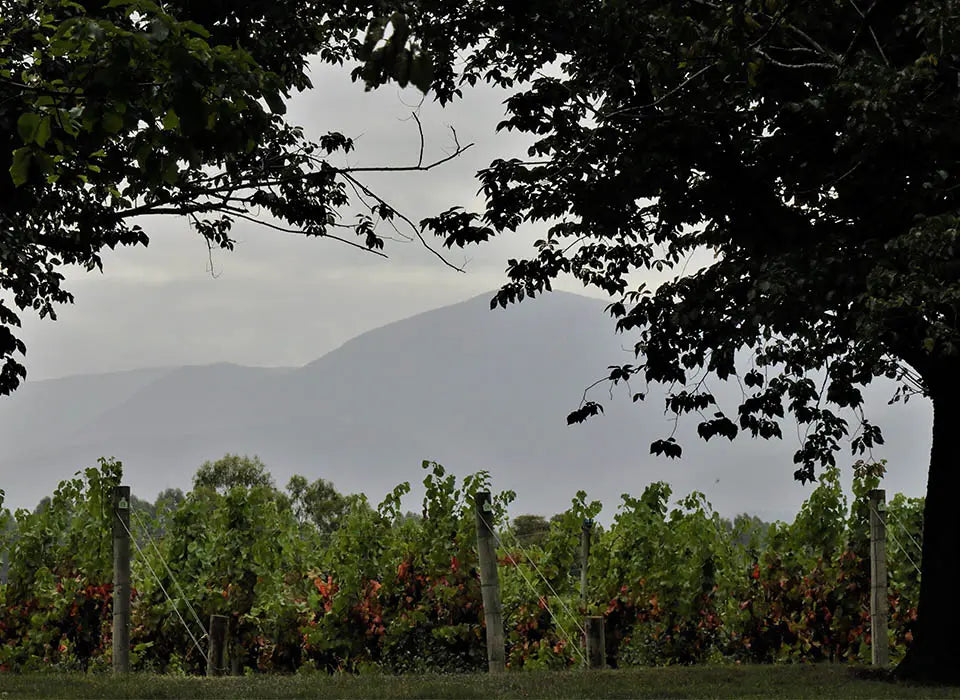 Vintage Diary: Y21 Pinot Noir