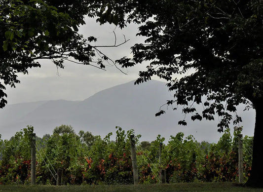 Vintage Diary: Y21 Pinot Noir