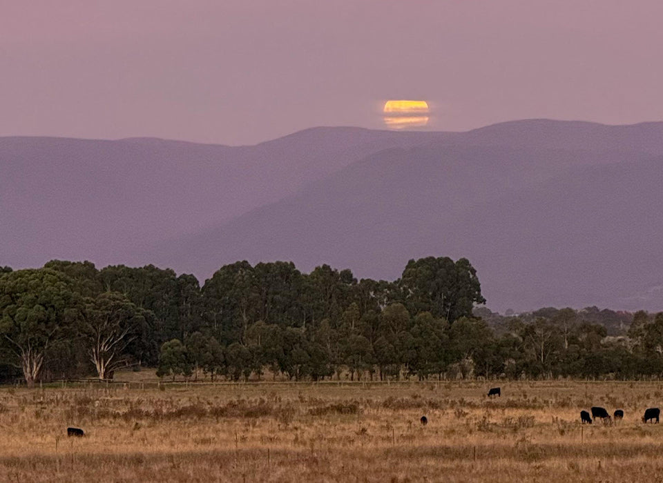 VINTAGE 2026 IN THE YARRA VALLEY