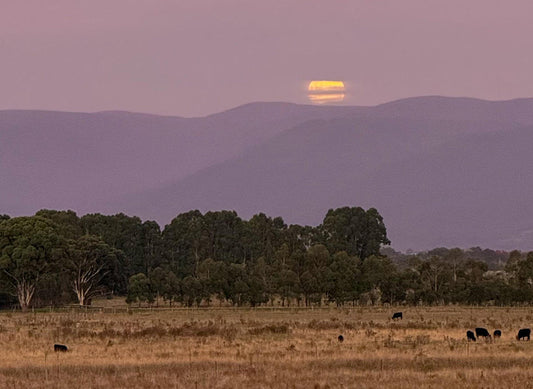 VINTAGE 2026 IN THE YARRA VALLEY