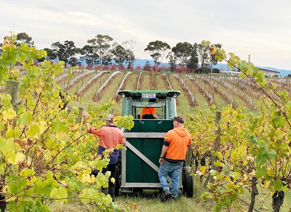Vintage Diary: End of Harvest