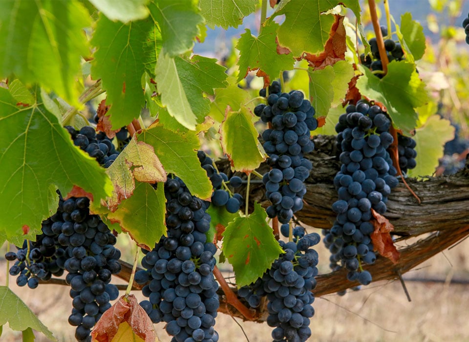 The Process of Pinot Noir