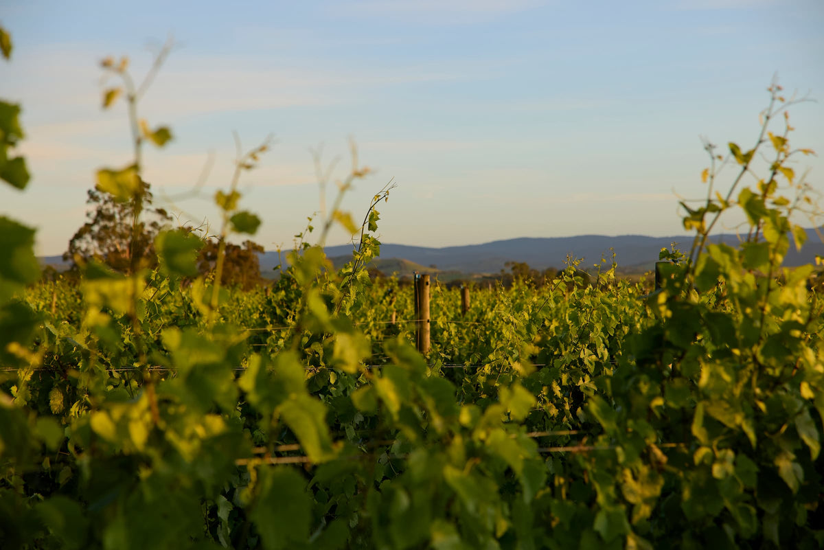 Vineyard rows bathed in golden sunset light with grapevine leaves in the foreground