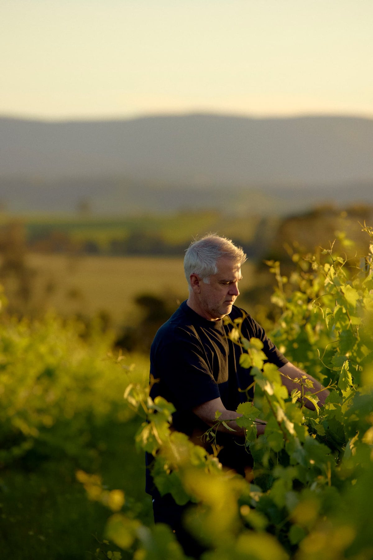 Grey-haired man inspecting grapevines with rolling hills in the background at sunset