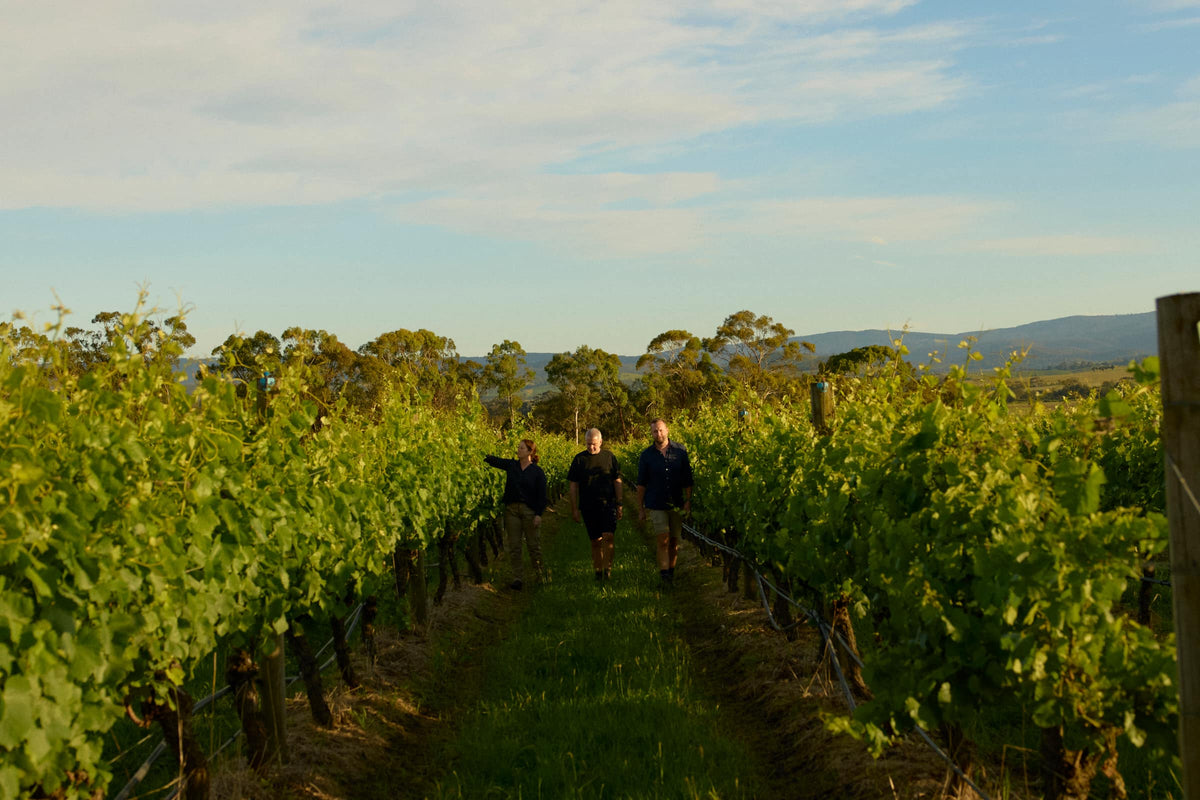 Three people walking together through vineyard rows with hills in the background