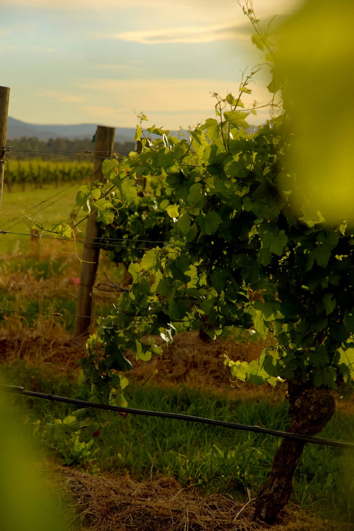 Close-up of grapevine leaves in a vineyard row at dusk