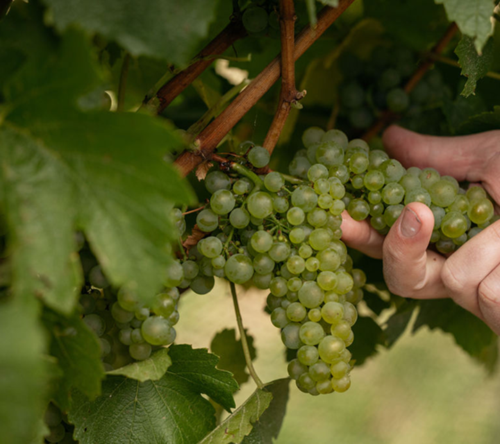 Hand inspecting a cluster of green grapes growing on the vine