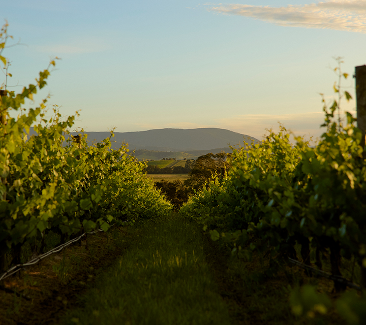 View down a row of grapevines toward hills at golden hour