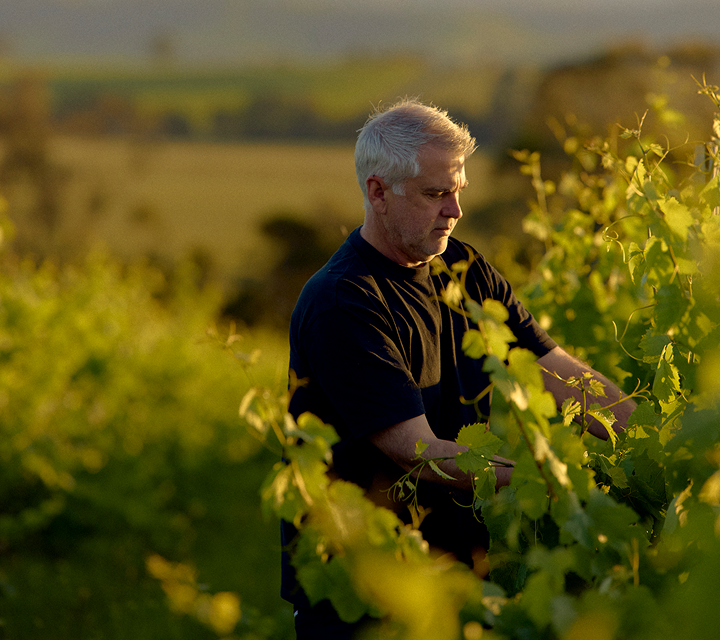 Vineyard worker tending grapevines in golden evening light