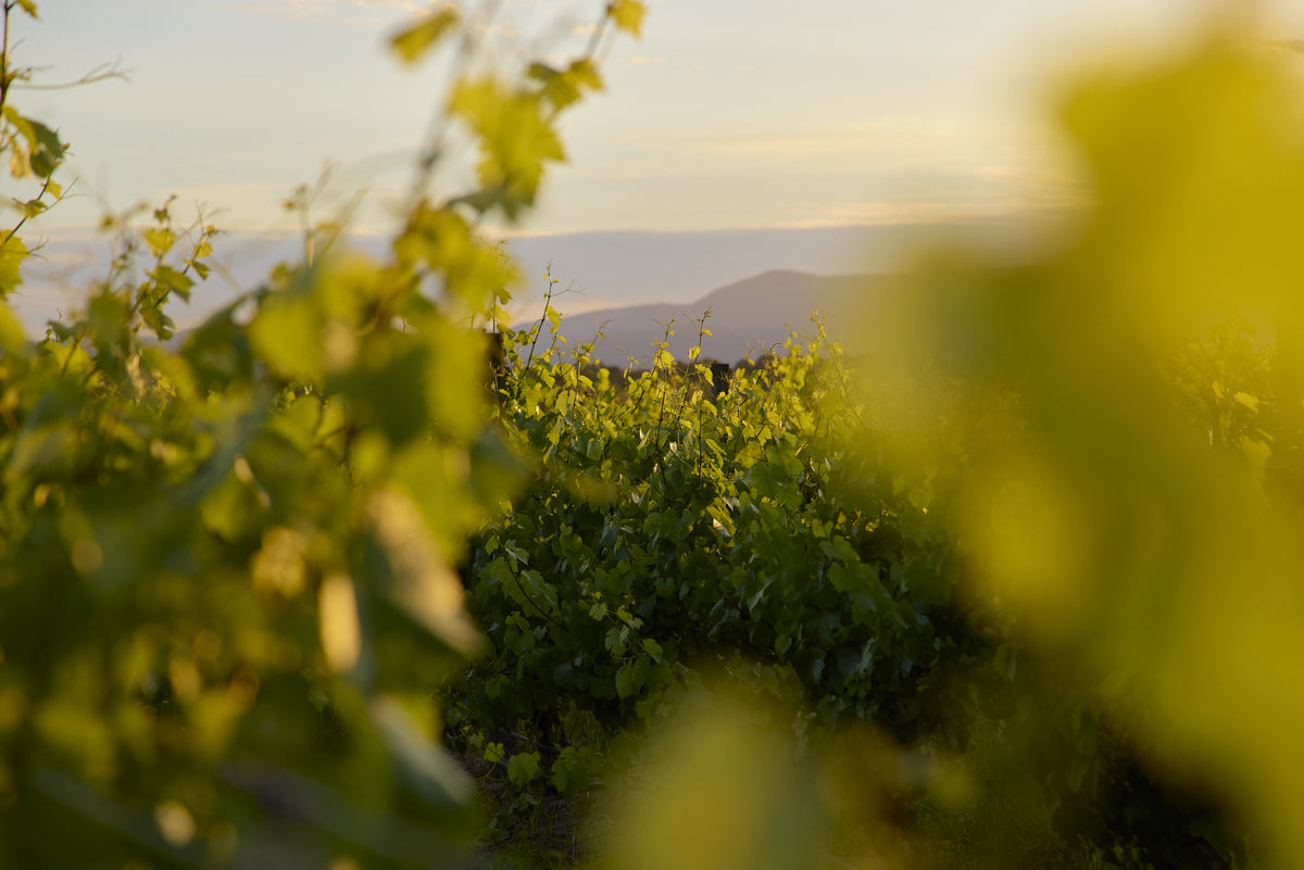 Sunlit vineyard rows framed by grapevine leaves in the foreground at golden hour