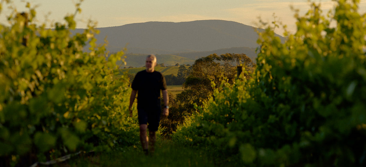 Man walking through a row of vines in the vineyard at golden hour