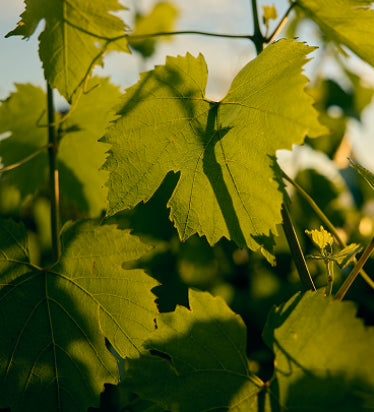 Close-up of sunlit grapevine leaf backlit against the sky