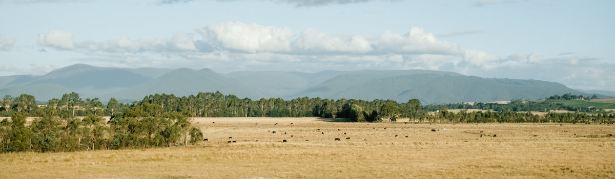 Rural valley landscape with cattle grazing in a field beneath forested mountains