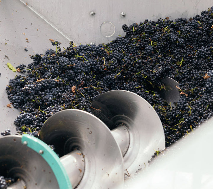 Close-up of freshly harvested dark grapes on a sorting conveyor at the winery