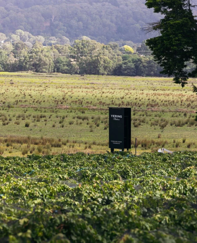 Easter Monday plans? Our Cellar Door and restaurant are open as usual. Swing by for a tasting, settle in for lunch, or just soak up the long weekend vibes.⁠
⁠
Restaurant reservations required and extremely limited.⁠
⁠
#YeringStation #YarraValley #YarraValleyWine #WineTasting #EasterMonday #EasterWeekend #CellarDoor #VisitVictoria #WhatsOnMelb