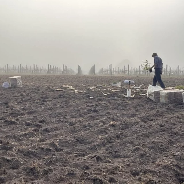 Earlier this week, the Yering Station team got their hands dirty—planting 1,000 native trees, grasses and shrubs across our Laura Barnes vineyard in partnership with the TreeProject and the Yarra Ranges Council’s Ribbons of Green program.⁠
⁠
This reforestation effort supports one of our core sustainability pillars: enhancing biodiversity and regenerating the land we steward. A rich mix of native species were planted, from Golden Wattle to River Bottlebrush. These plantings help restore habitat, stabilise soil, improve water retention, and encourage beneficial insect populations across our vineyard landscape.⁠
⁠
"This initiative not only strengthens our commitment to sustainable viticulture but also helps create a more balanced ecosystem for growing premium grapes." ⁠says Vineyard Manager Chris Crawford.⁠
⁠
Viticulturist Rod Harrison adds, "This regenerative approach supports vine health and resilience, aligning with Yering Station’s long-term sustainability goals and commitment to environmentally responsible viticulture."⁠
⁠
We're proud to play our part in revegetating our Yarra Valley family of vines, with more planting days set for later this year.⁠
⁠
@treeprojectau⁠
@yrcouncil⁠
⁠
#YeringStation #YarraValley #Sustainability #SustainableViticulture #Biodiversity #TreeProject #RibbonsOfGreen